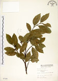 中文名:菲律賓榕(S007228)學名:Ficus ampelas Burm. f.(S007228)英文名:Kings Fig