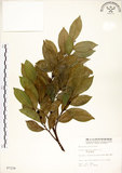 中文名:菲律賓榕(S007229)學名:Ficus ampelas Burm. f.(S007229)英文名:Kings Fig