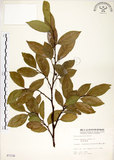 中文名:菲律賓榕(S007230)學名:Ficus ampelas Burm. f.(S007230)英文名:Kings Fig