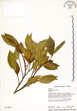 中文名:菲律賓榕(S013063)學名:Ficus ampelas Burm. f.(S013063)英文名:Kings Fig