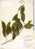 中文名:菲律賓榕(S013118)學名:Ficus ampelas Burm. f.(S013118)英文名:Kings Fig