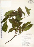 中文名:菲律賓榕(S013119)學名:Ficus ampelas Burm. f.(S013119)英文名:Kings Fig