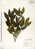 中文名:菲律賓榕(S017026)學名:Ficus ampelas Burm. f.(S017026)英文名:Kings Fig