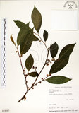 中文名:菲律賓榕(S018367)學名:Ficus ampelas Burm. f.(S018367)英文名:Kings Fig