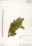 中文名:菲律賓榕(S030576)學名:Ficus ampelas Burm. f.(S030576)英文名:Kings Fig