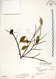中文名:菲律賓榕(S036580)學名:Ficus ampelas Burm. f.(S036580)英文名:Kings Fig