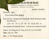 中文名:菲律賓榕(S039852)學名:Ficus ampelas Burm. f.(S039852)英文名:Kings Fig