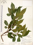 中文名:菲律賓榕(S039852)學名:Ficus ampelas Burm. f.(S039852)英文名:Kings Fig