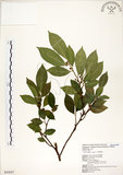 中文名:菲律賓榕(S043027)學名:Ficus ampelas Burm. f.(S043027)英文名:Kings Fig