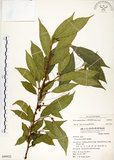中文名:菲律賓榕(S049922)學名:Ficus ampelas Burm. f.(S049922)英文名:Kings Fig