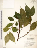 中文名:菲律賓榕(S050308)學名:Ficus ampelas Burm. f.(S050308)英文名:Kings Fig