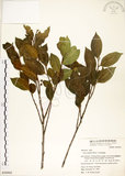 中文名:菲律賓榕(S050945)學名:Ficus ampelas Burm. f.(S050945)英文名:Kings Fig