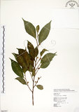 中文名:菲律賓榕(S062557)學名:Ficus ampelas Burm. f.(S062557)英文名:Kings Fig