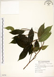 中文名:菲律賓榕(S062701)學名:Ficus ampelas Burm. f.(S062701)英文名:Kings Fig