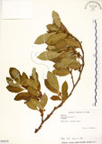 中文名:菲律賓榕(S063678)學名:Ficus ampelas Burm. f.(S063678)英文名:Kings Fig
