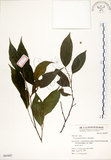 中文名:菲律賓榕(S063807)學名:Ficus ampelas Burm. f.(S063807)英文名:Kings Fig