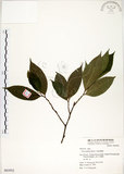 中文名:菲律賓榕(S063952)學名:Ficus ampelas Burm. f.(S063952)英文名:Kings Fig