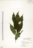 中文名:菲律賓榕(S064105)學名:Ficus ampelas Burm. f.(S064105)英文名:Kings Fig