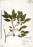 中文名:菲律賓榕(S064417)學名:Ficus ampelas Burm. f.(S064417)英文名:Kings Fig