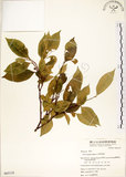 中文名:菲律賓榕(S065118)學名:Ficus ampelas Burm. f.(S065118)英文名:Kings Fig