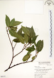 中文名:菲律賓榕(S065173)學名:Ficus ampelas Burm. f.(S065173)英文名:Kings Fig