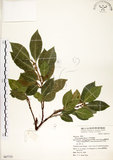 中文名:菲律賓榕(S067715)學名:Ficus ampelas Burm. f.(S067715)英文名:Kings Fig