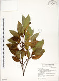 中文名:菲律賓榕(S067823)學名:Ficus ampelas Burm. f.(S067823)英文名:Kings Fig