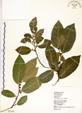 中文名:菲律賓榕(S072534)學名:Ficus ampelas Burm. f.(S072534)英文名:Kings Fig