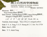 中文名:菲律賓榕(S074953)學名:Ficus ampelas Burm. f.(S074953)英文名:Kings Fig