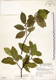 中文名:菲律賓榕(S074953)學名:Ficus ampelas Burm. f.(S074953)英文名:Kings Fig