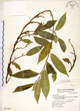 中文名:菲律賓榕(S077120)學名:Ficus ampelas Burm. f.(S077120)英文名:Kings Fig