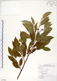 中文名:菲律賓榕(S077329)學名:Ficus ampelas Burm. f.(S077329)英文名:Kings Fig