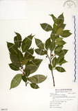 中文名:菲律賓榕(S086132)學名:Ficus ampelas Burm. f.(S086132)英文名:Kings Fig