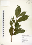 中文名:菲律賓榕(S087296)學名:Ficus ampelas Burm. f.(S087296)英文名:Kings Fig