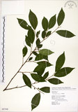 中文名:菲律賓榕(S087308)學名:Ficus ampelas Burm. f.(S087308)英文名:Kings Fig