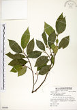中文名:菲律賓榕(S088080)學名:Ficus ampelas Burm. f.(S088080)英文名:Kings Fig