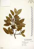 中文名:菲律賓榕(S088969)學名:Ficus ampelas Burm. f.(S088969)英文名:Kings Fig