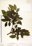 中文名:菲律賓榕(S089610)學名:Ficus ampelas Burm. f.(S089610)英文名:Kings Fig