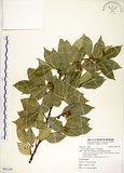 中文名:菲律賓榕(S091109)學名:Ficus ampelas Burm. f.(S091109)英文名:Kings Fig