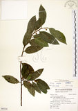 中文名:菲律賓榕(S092234)學名:Ficus ampelas Burm. f.(S092234)英文名:Kings Fig