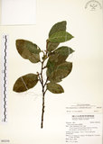 中文名:菲律賓榕(S092238)學名:Ficus ampelas Burm. f.(S092238)英文名:Kings Fig