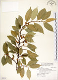 中文名:菲律賓榕(S092747)學名:Ficus ampelas Burm. f.(S092747)英文名:Kings Fig