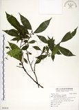 中文名:菲律賓榕(S092822)學名:Ficus ampelas Burm. f.(S092822)英文名:Kings Fig