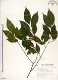 中文名:菲律賓榕(S095482)學名:Ficus ampelas Burm. f.(S095482)英文名:Kings Fig