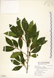 中文名:菲律賓榕(S106974)學名:Ficus ampelas Burm. f.(S106974)英文名:Kings Fig