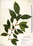 中文名:菲律賓榕(S108551)學名:Ficus ampelas Burm. f.(S108551)英文名:Kings Fig