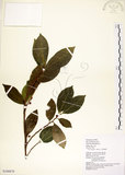 中文名:菲律賓榕(S108870)學名:Ficus ampelas Burm. f.(S108870)英文名:Kings Fig