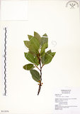中文名:菲律賓榕(S113570)學名:Ficus ampelas Burm. f.(S113570)英文名:Kings Fig