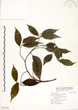 中文名:菲律賓榕(S113951)學名:Ficus ampelas Burm. f.(S113951)英文名:Kings Fig