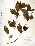 中文名:菲律賓榕(S113953)學名:Ficus ampelas Burm. f.(S113953)英文名:Kings Fig